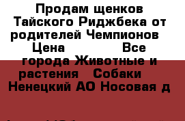 Продам щенков Тайского Риджбека от родителей Чемпионов › Цена ­ 30 000 - Все города Животные и растения » Собаки   . Ненецкий АО,Носовая д.